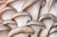 秋季适合吃哪些蘑菇？