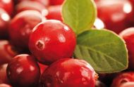 盘点蔓越莓的营养价值以及功效作用